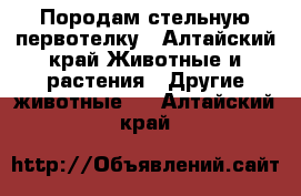 Породам стельную первотелку - Алтайский край Животные и растения » Другие животные   . Алтайский край